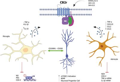 Immunomodulatory Role of CB2 Receptors in Emotional and Cognitive Disorders